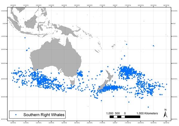 Sighting locations of southern right whales by American whaling vessels: 1820-1925